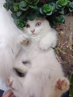 Persian Kittens For sale age 2.5 Month