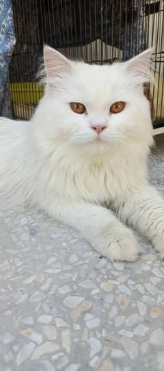 persian cats pair