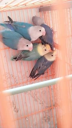 love