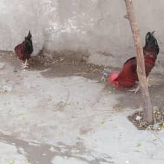 dasi