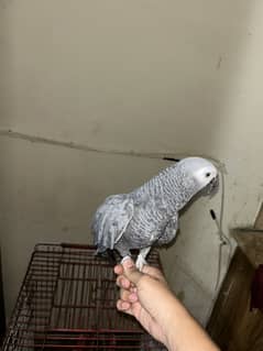 GRAY PARROT