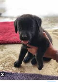 Labra
