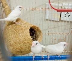 Finches For sale