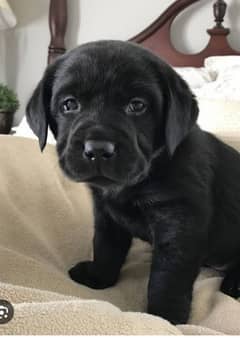 Labra