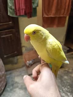 Captive