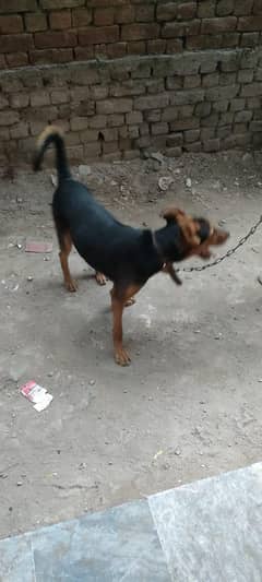 abhi