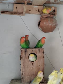 latino love bird breeder pair