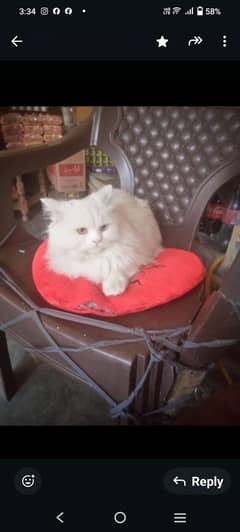 male female dono active or healthy h 1 year age h