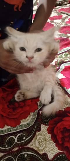 12000 per each3 pure persion kitten