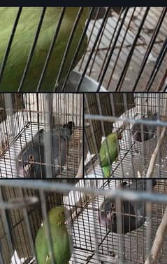 1 parrot and 1 pegion