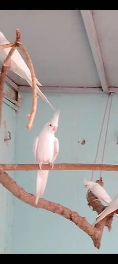 Eno red eyes Cocktail breeder pair / exhibition budgies