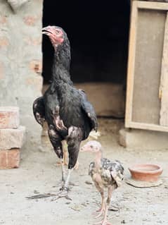 Aseel thai dragon aye isky chicks b mil jaya gy jus bhai na lana howa