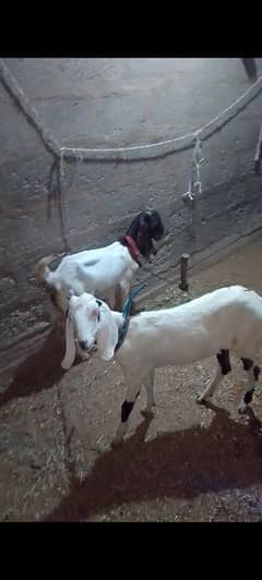 faislabadi cross