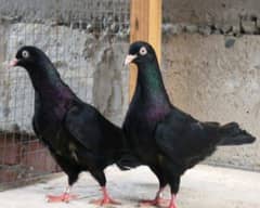 Teddy Black zak bachy