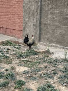 2 Misri murghy for sale