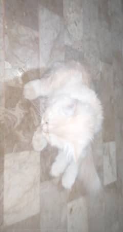 Persian Cat Brown Sahde 6 months
