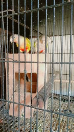 for sale
