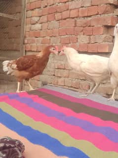 desi petheya