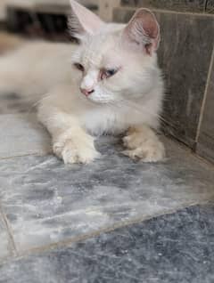 Persian