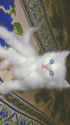 white Persian kitten blue eyes tripple coated