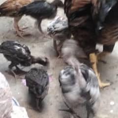 hen with 11 chicks pure aseel