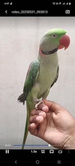 pure kashmiri raw parrot