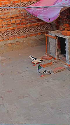 Qasid pair