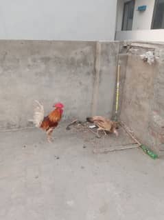 مرغی انڈے دیتی ہے