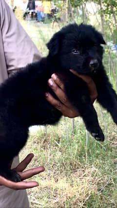 German Shepard