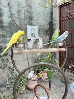 Hand tamed birds | friendly parrots | conure | cocktail | budgie