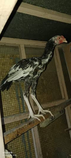 shamoo hen pair