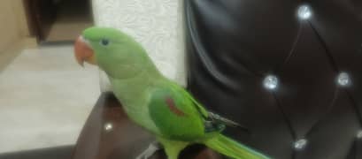 Parrots for sale at reasonable price