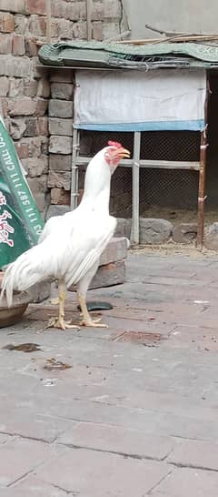 Heera Aseel murga, patha for sale