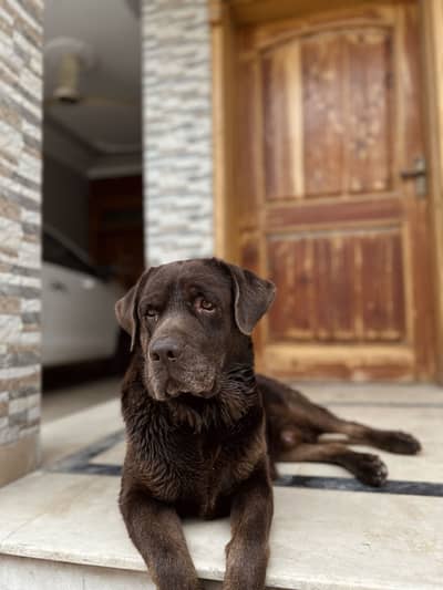 Labrador Male- (Pedigree)
