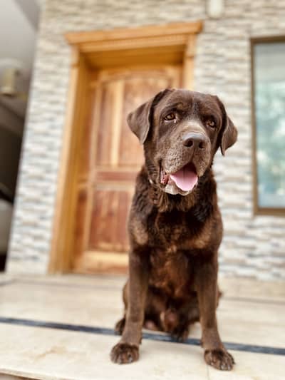 Labrador Male- (Pedigree)