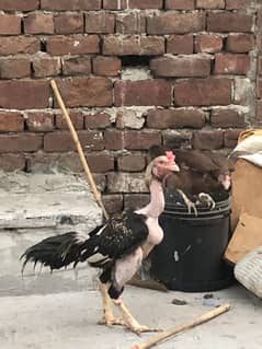 Aseel murgha+chicks
