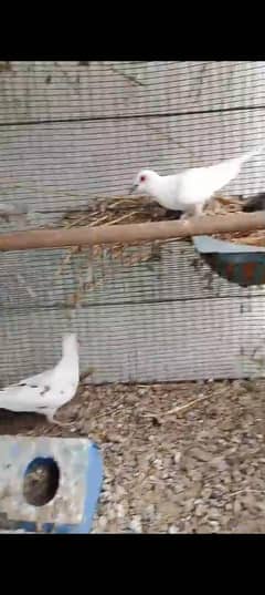 diamond pide dove full wash pair