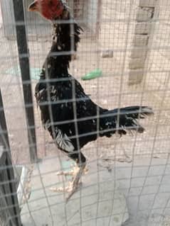 High quality double hadi full mazbot Assel Madi for sale
