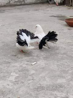 Black Lakka Pair