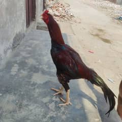 All birds for sale