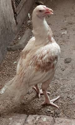 hira