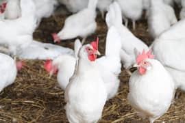 White leyar hens