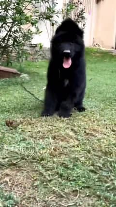 Black Shephard Top Quality Imported Bloodline