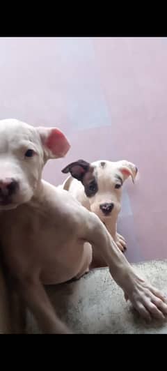 American bully