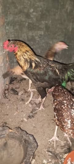 Aseel hens laying eggs for sale