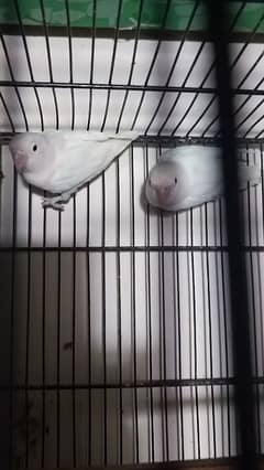 breeder