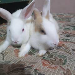 rabbit han male or female