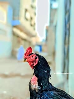 Bhai