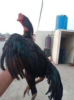 Aseel Thai breader for sale