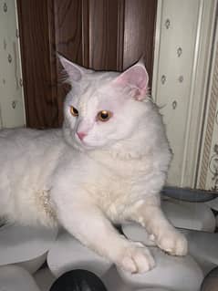 cat white colour persion male